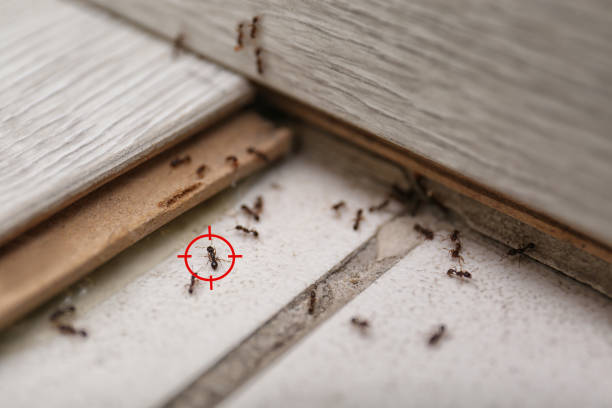 Trusted Fannett, TX Pest Control Experts